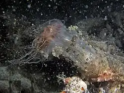 A. sansibarensis alimentándose, Koh Phangan, Tailandia