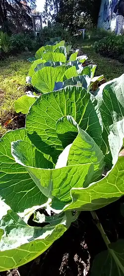 Foto de cultivo de repollos, en una huerta comunitaria agroecológica urbana. Buenos Aires, junio 2025.