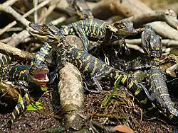 Crías eclosionando del huevo.