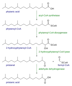 Alfa-oxidación del ácido fitánico.