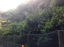 Árboles de amanatsu en la isla de Nokonoshima.