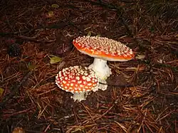 Amanita muscaria