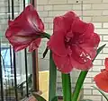Hippeastrum 'Merry Christmas'.