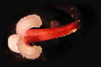 Estilo y estigmas de Amaryllis, mostrando su textura papilosa.