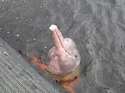 Inia boliviensis Boto o buteo