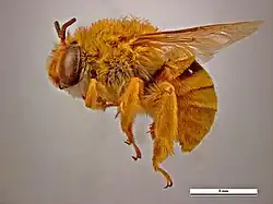 Amegilla bombiformis