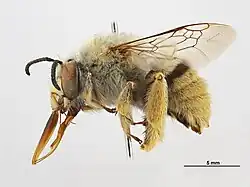 Amegilla dentiventris