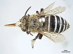Amegilla pulchra