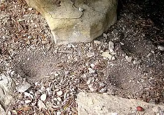 Trampas de caza de hormigas-león