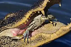 Devorando un cangrejo azul.