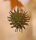 Inflorescencia de cápsulas aún cerradas en Liquidambar styraciflua.