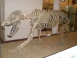 Oso-perro (Amphicyon ingenes) (carnívoro del Mioceno)