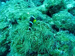 A. chrysogaster cerca de Coin de Mire, Mauritius