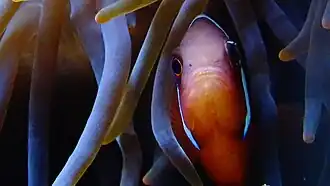 Ejemplar macho en el Aquarium del Palacio de la Puerta Dorada, París