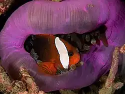 Amphiprion melanopus en Heteractis magnifica