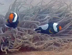 A. polymnus en Heteractis crispa, Koh Phangan, Tailandia