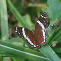 Anartia fatima