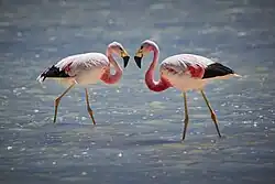Pareja de flamencos andinos (Phoenicoparrus andinus) en Bolivia.