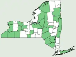 distribución natural en NY