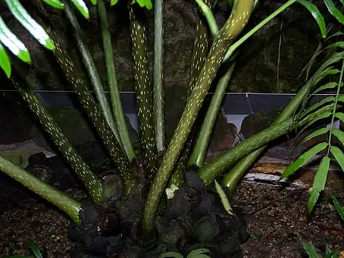 Angiopteris evecta, estípulas carnosas sobre el rizoma.