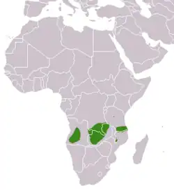 Distribución de la jineta de Angola