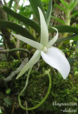 Angraecum didieri