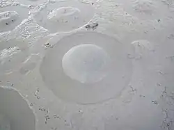 Anillos de alimentación de los flamencos