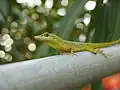 Anolis aeneus