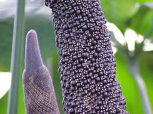 Infloresecencia de Anthurium digitatum