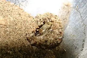 Capullo recubierto de piedrecillas