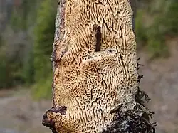 Antrodia heteromorpha