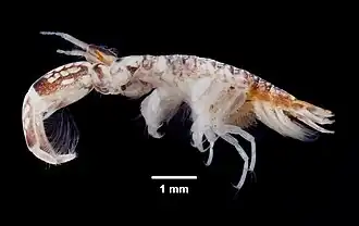 Especie perteneciente a la superfamilia Corophioidea del parvorden Corophiidira.