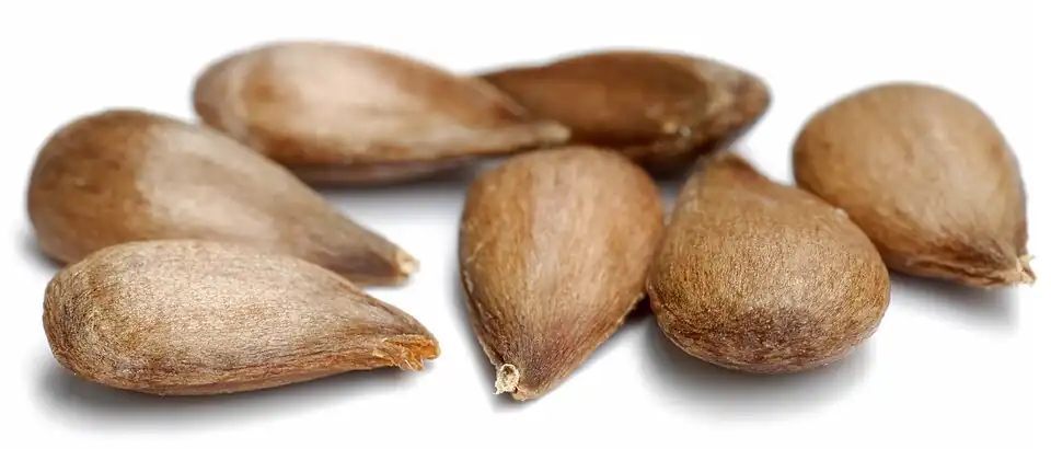 Semillas de manzanas 'Schweizer Orange'.