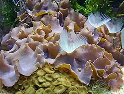 Grupo de Discosoma sp con gusanos tubícolas entre ellos y colonia de Palythoa sp abajo