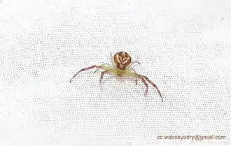 Araña cangrejo