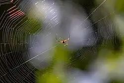 Pequeña araña en su telaraña.