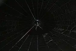 Detalle de una telaraña.