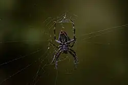 Araña elaborando su red.