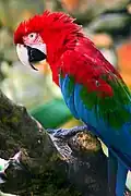 Especie de Guacamayo.