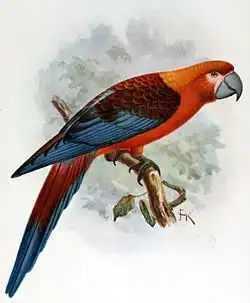 Guacamayo