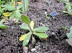 Detalle de las hojas basales más grandes.