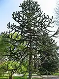 Araucaria de Chile o Desesperación de los monos (Araucaria araucana)