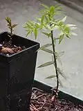 Un par de plantitas de bunya mostrando el cambio de color de hoja. Los cotiledones son hipogeales, permaneciendo debajo del suelo.