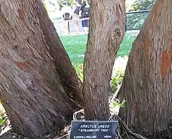 Corteza en placas en Arbutus unedo.