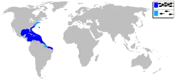 Distribución del sargo chopa