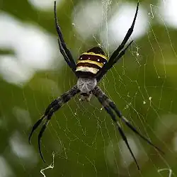 Argiope amoena
