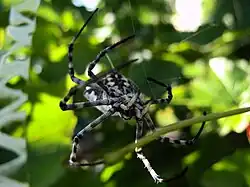 Argiope lobata