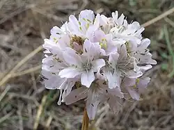 Pata de cigüeña (Armeria arenaria) en la sierra del Rincón