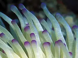 Tentáculos de la Condylactis gigantea