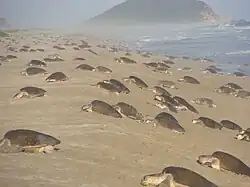 Arribada de tortugas golfinas.